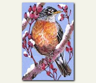 American Robin