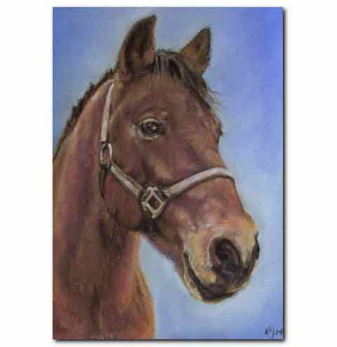 Pembrokeshire Horse Portrait