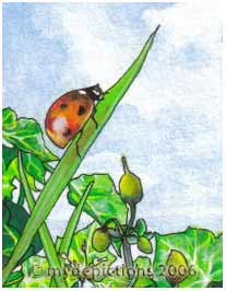 Ladybird at Rest. An ACEO Art Card